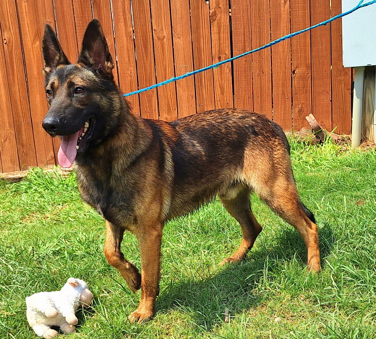 adoptable Dog in Wetumpka, AL named 250983 Paul