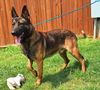 adoptable Dog in wetumpka, AL named 250983  Paul