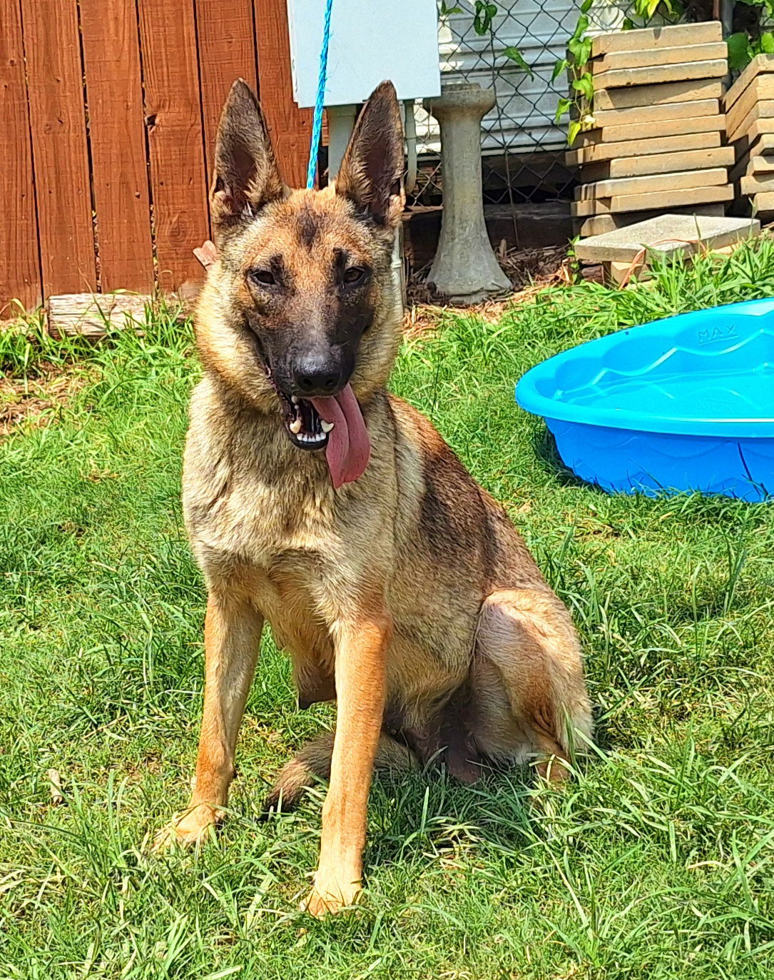 adoptable Dog in Wetumpka, AL named 250665 Mary