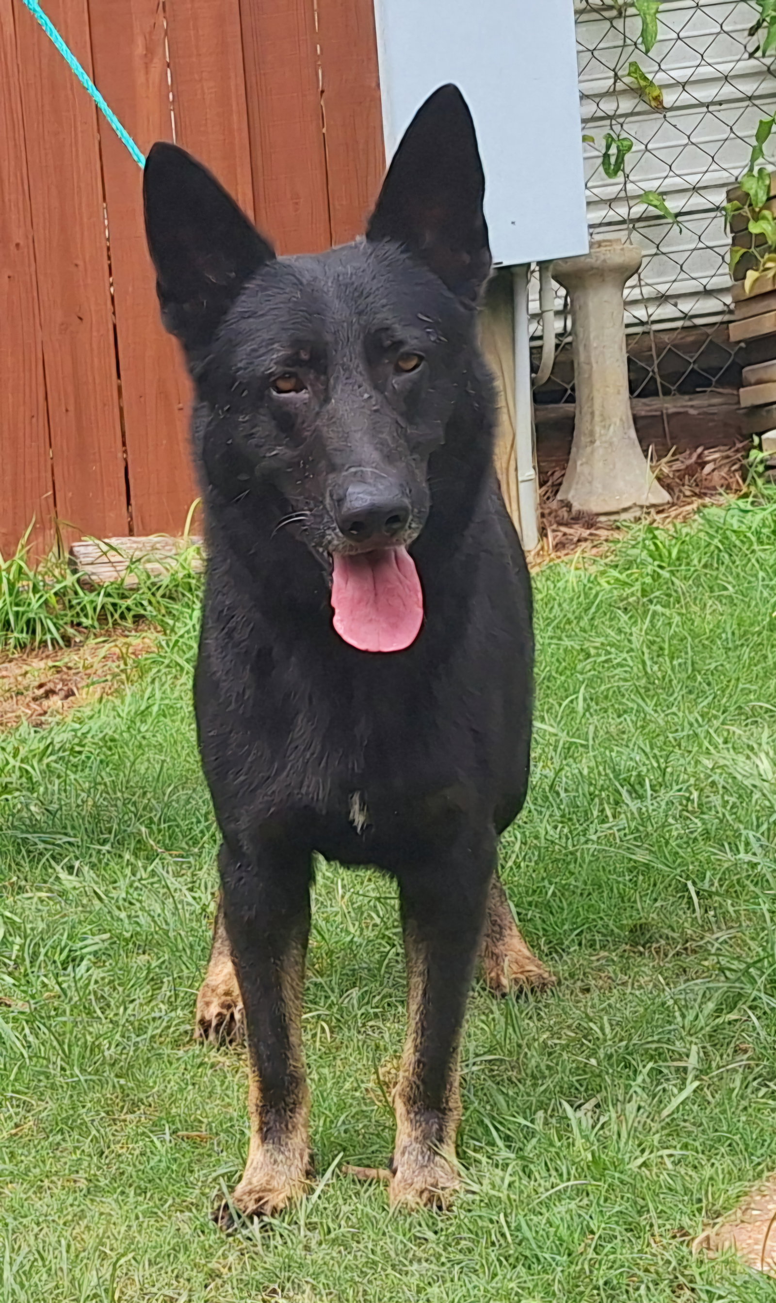 German Shepherd