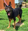 adoptable Dog in wetumpka, AL named 250760  Louise