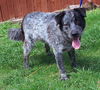 adoptable Dog in wetumpka, AL named 250772  Harvey