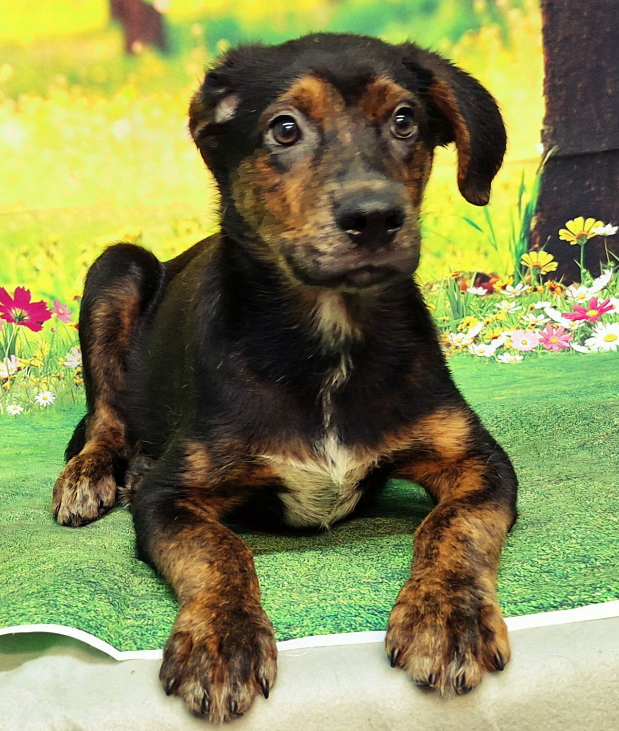 adoptable Dog in Wetumpka, AL named 250629 Farkle