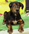 adoptable Dog in wetumpka, AL named 250629  Farkle