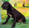 adoptable Dog in wetumpka, AL named 250642  Soy Sauce