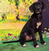 adoptable Dog in wetumpka, AL named 250642  Wasabi