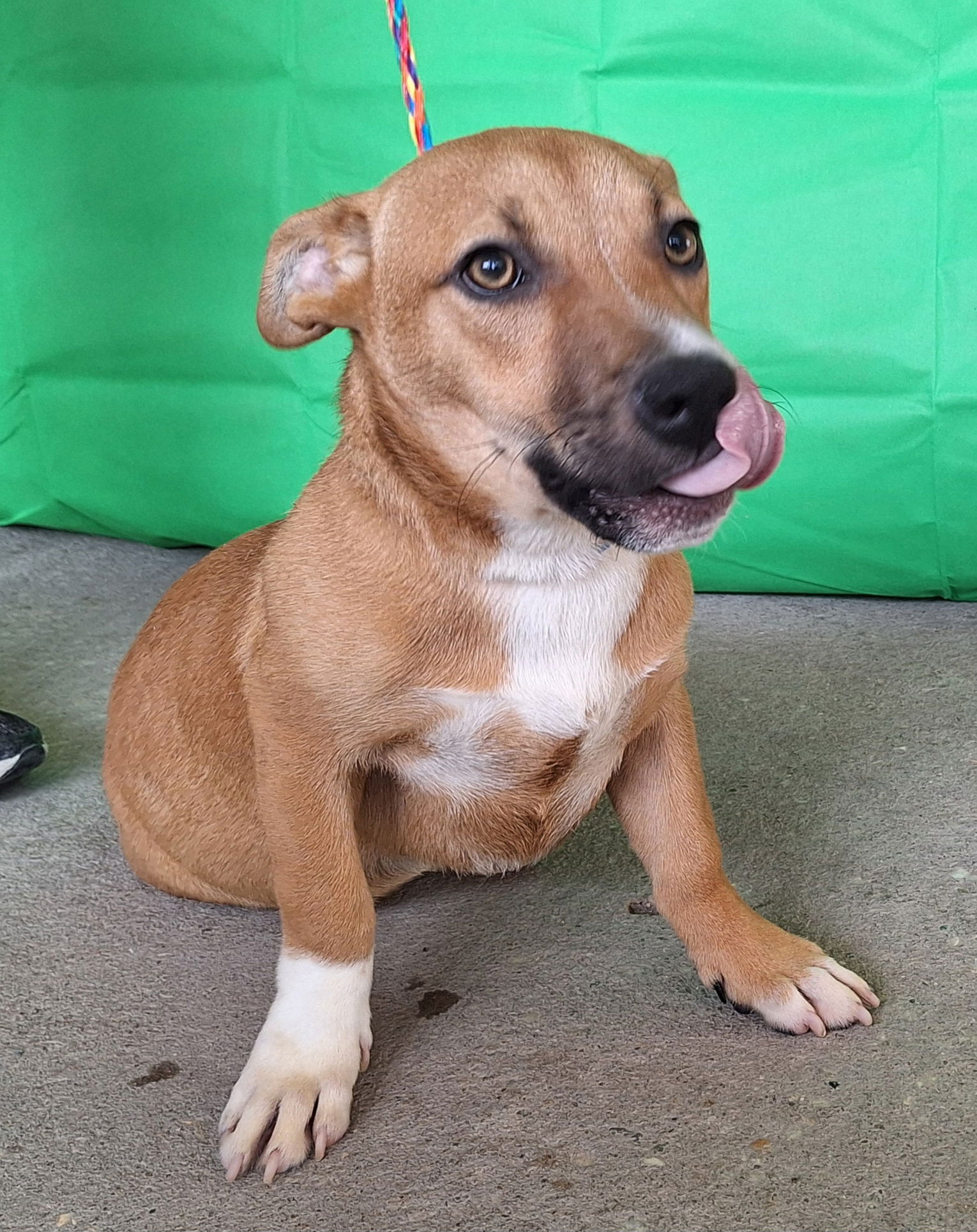 adoptable Dog in Wetumpka, AL named 250687  Roger