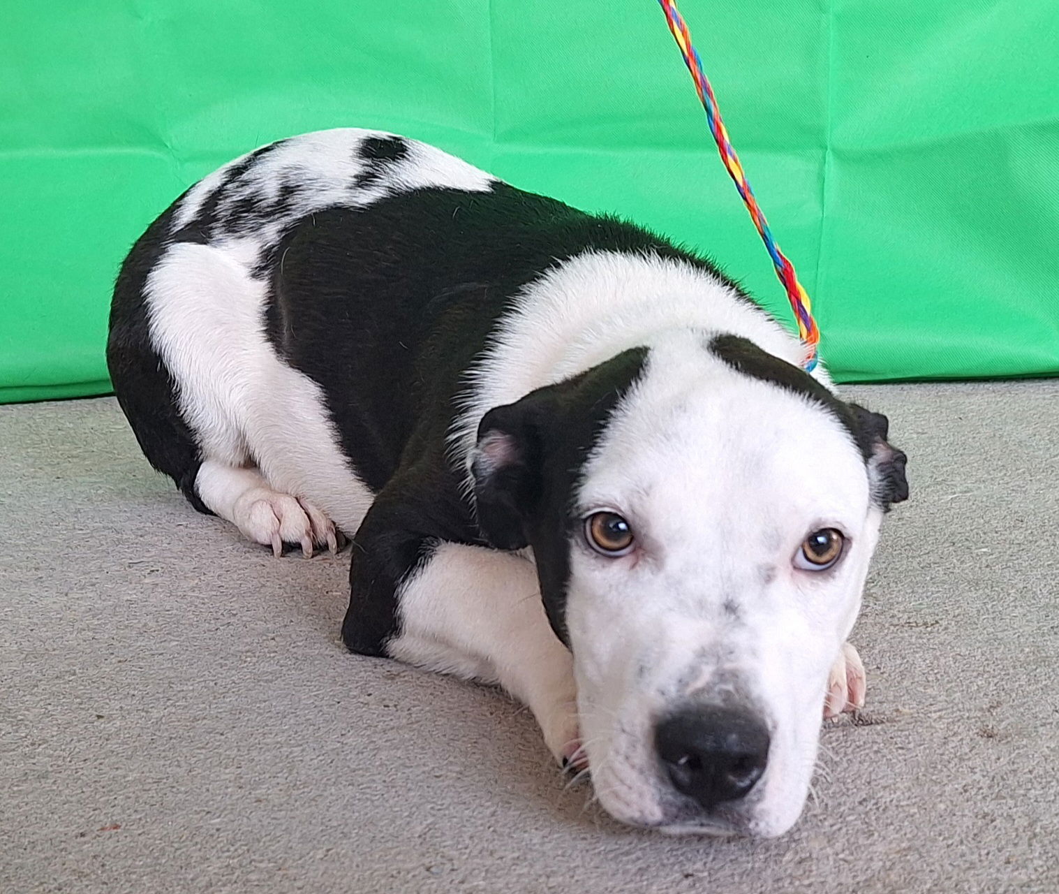 adoptable Dog in Wetumpka, AL named 250687 Bryan