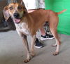 adoptable Dog in wetumpka, AL named 250842  Cletus