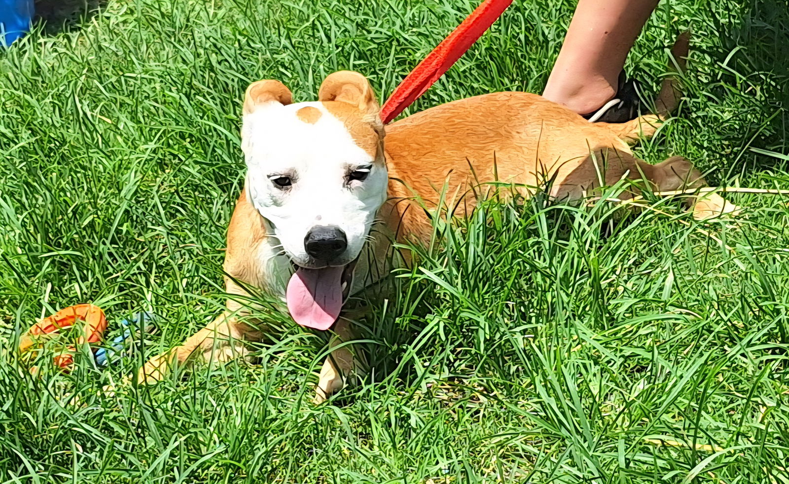 adoptable Dog in Wetumpka, AL named 250704  Rowena