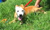 adoptable Dog in wetumpka, AL named 250704  Rowena