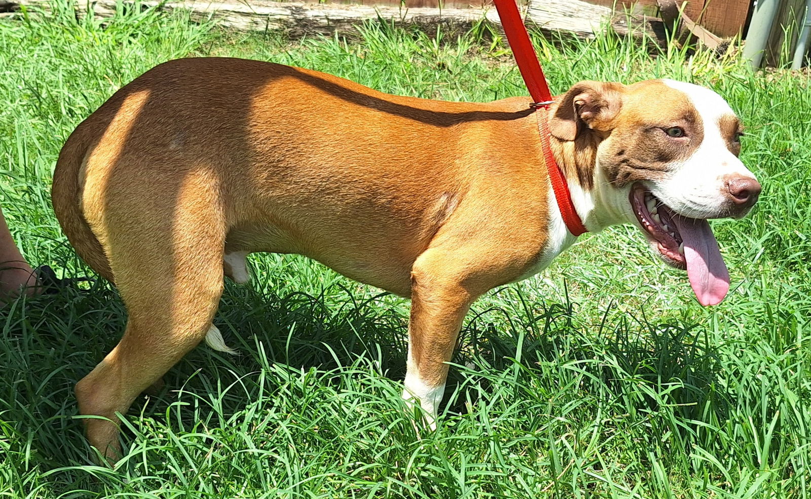 adoptable Dog in Wetumpka, AL named 250704 Russell