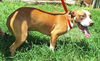 adoptable Dog in wetumpka, AL named 250704  Russell