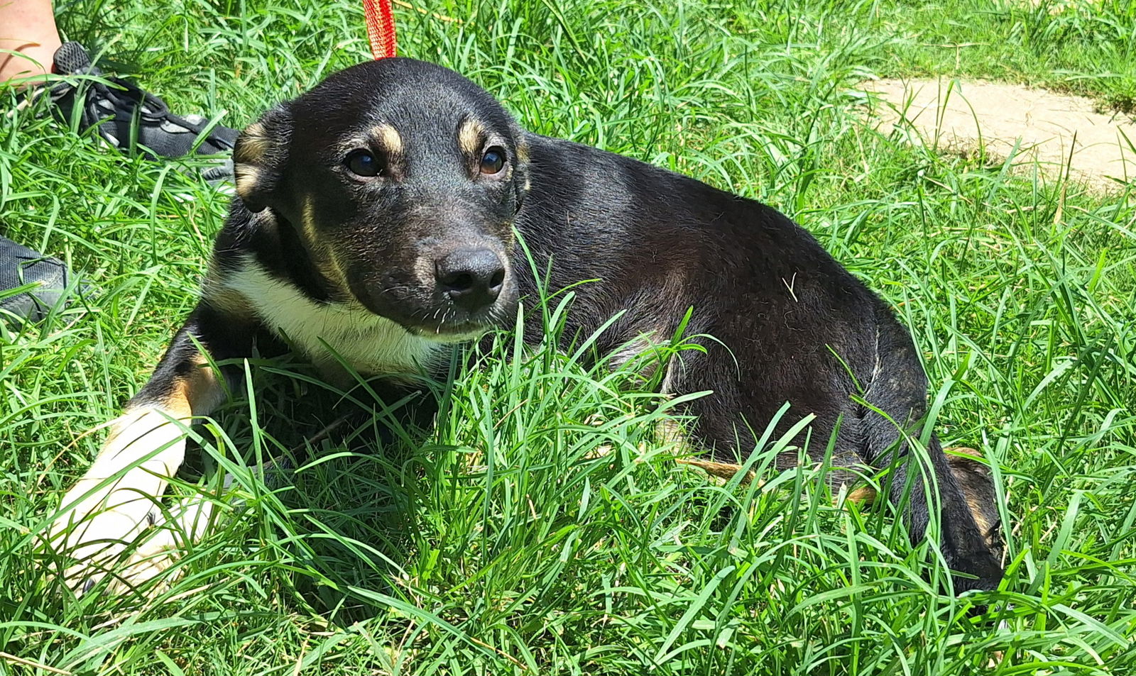 adoptable Dog in Wetumpka, AL named 250718 Dexter
