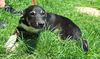 adoptable Dog in wetumpka, AL named 250718  Dexter