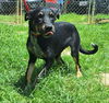 adoptable Dog in wetumpka, AL named 250718  Georgia