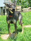 adoptable Dog in wetumpka, AL named 250722  Cody