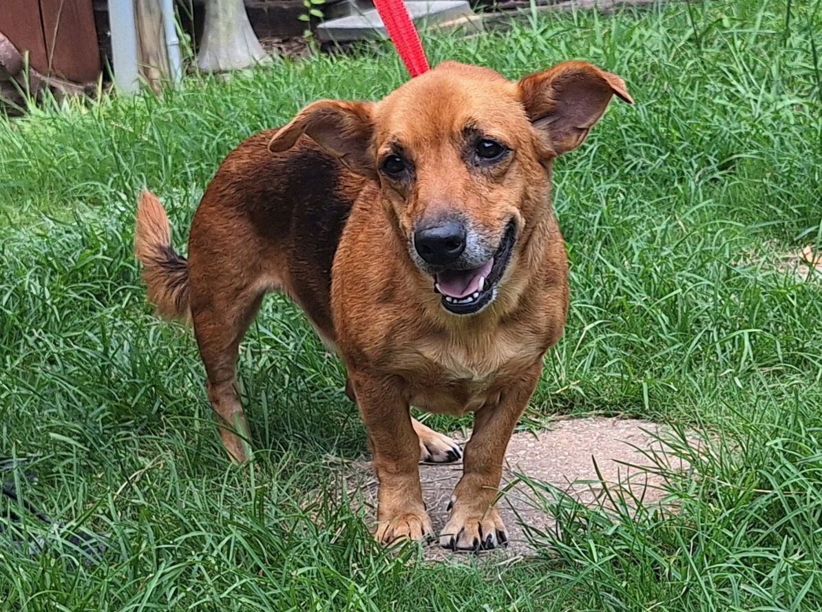 adoptable Dog in Wetumpka, AL named 250855 Nugget