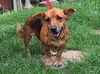 adoptable Dog in wetumpka, AL named 250855  Nugget