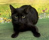 adoptable Cat in Wetumpka, AL named 250343  Angel