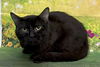 adoptable Cat in wetumpka, AL named 250571  Jilt