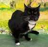 adoptable Cat in wetumpka, AL named 250735  Molly