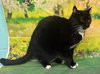 251301  Molly