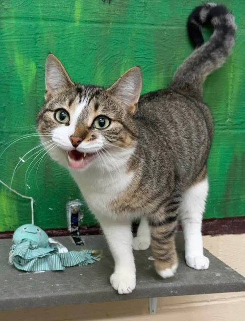 260422  Carlos, Adult Domestic Short Hair / Mixed (short coat), cat for adoption in Auburn, Alabama