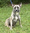adoptable Dog in wetumpka, AL named 250717  Leena