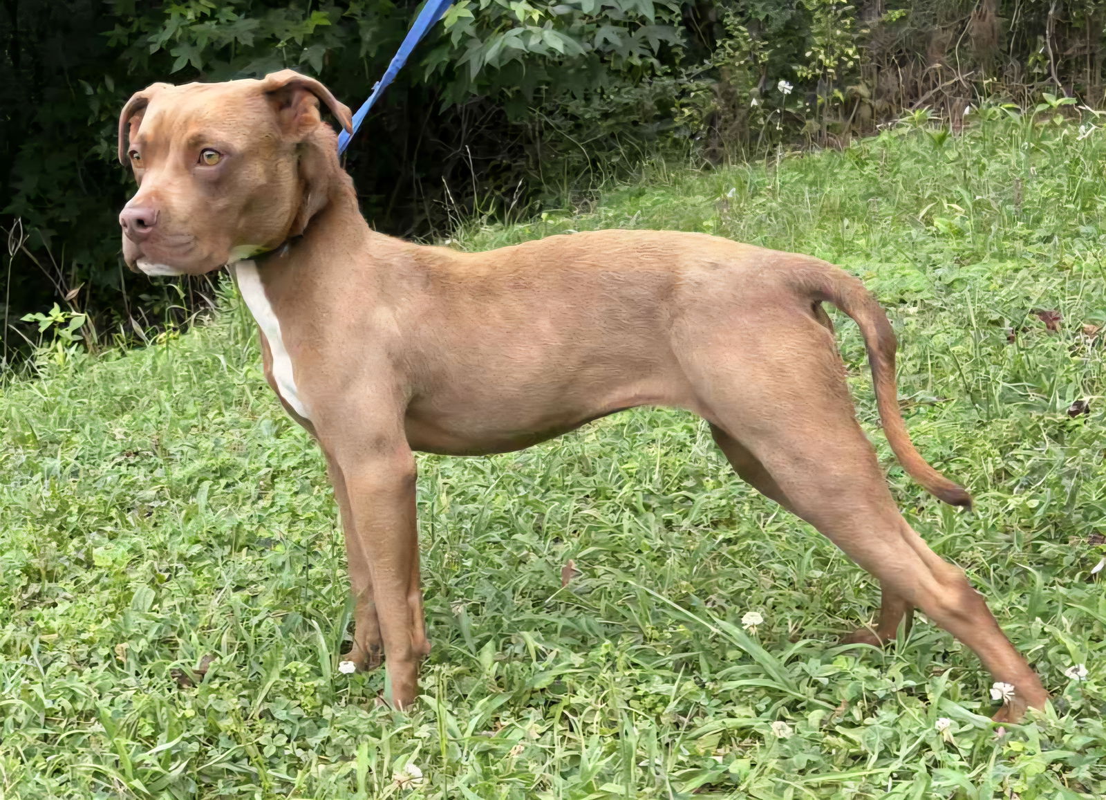 adoptable Dog in Wetumpka, AL named 250726 Chatty Cathy