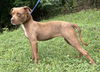adoptable Dog in wetumpka, AL named 250726  Chatty Cathy