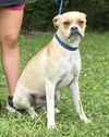 adoptable Dog in wetumpka, AL named 250783  Bonnie