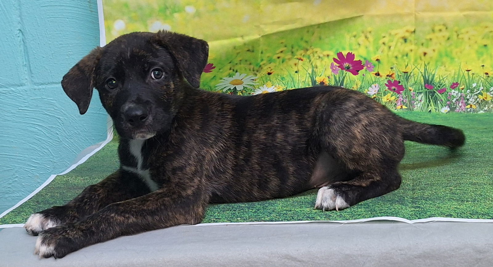adoptable Dog in Wetumpka, AL named 250829 Damien