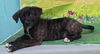 adoptable Dog in wetumpka, AL named 250829  Damien