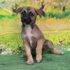 adoptable Dog in wetumpka, AL named 250829  Christina
