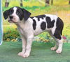 adoptable Dog in wetumpka, AL named 250846  Chaeryeong