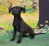 adoptable Dog in wetumpka, AL named 250846  Hwang