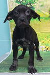 adoptable Dog in wetumpka, AL named 250846  Lia