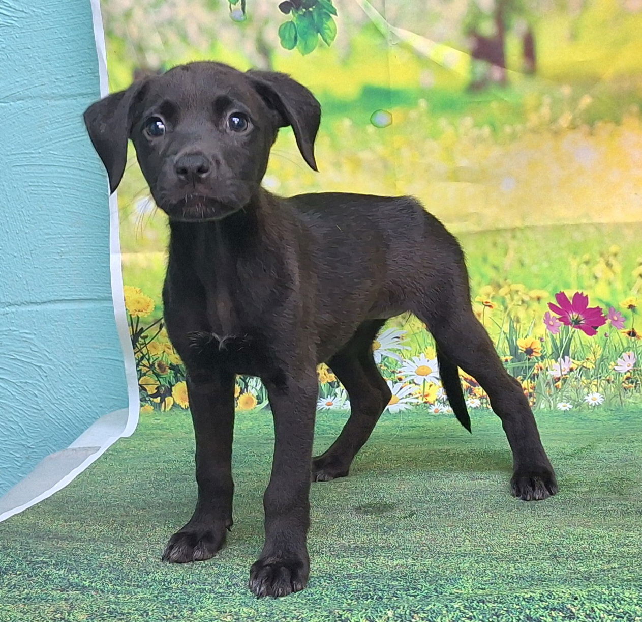 adoptable Dog in Wetumpka, AL named 250846 Yuna