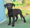 adoptable Dog in wetumpka, AL named 250846  Yuna
