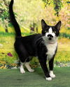 adoptable Cat in wetumpka, AL named 250638  MooMoo