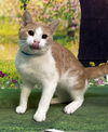 adoptable Cat in wetumpka, AL named 250782  Chester