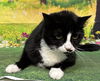 adoptable Cat in wetumpka, AL named 250801  J.J.
