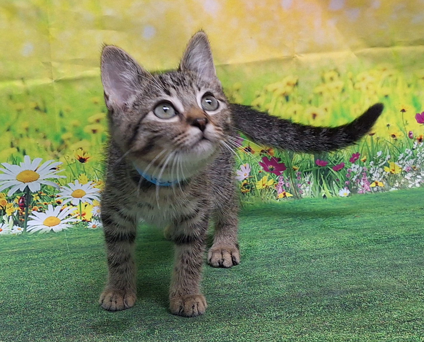 adoptable Cat in Wetumpka, AL named 250601 Leo