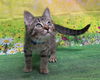 adoptable Cat in wetumpka, AL named 250601 Leo
