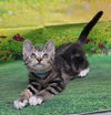 adoptable Cat in wetumpka, AL named 250644  Stitch