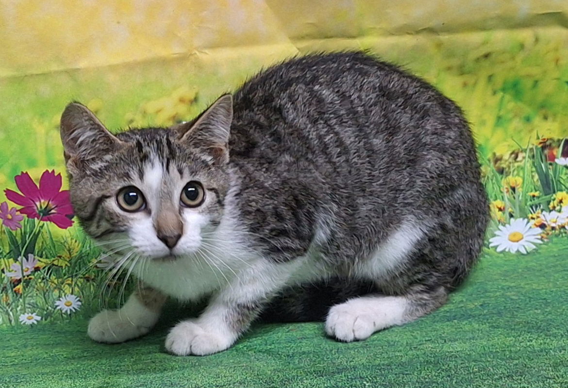 adoptable Cat in Wetumpka, AL named 250664 Muffin
