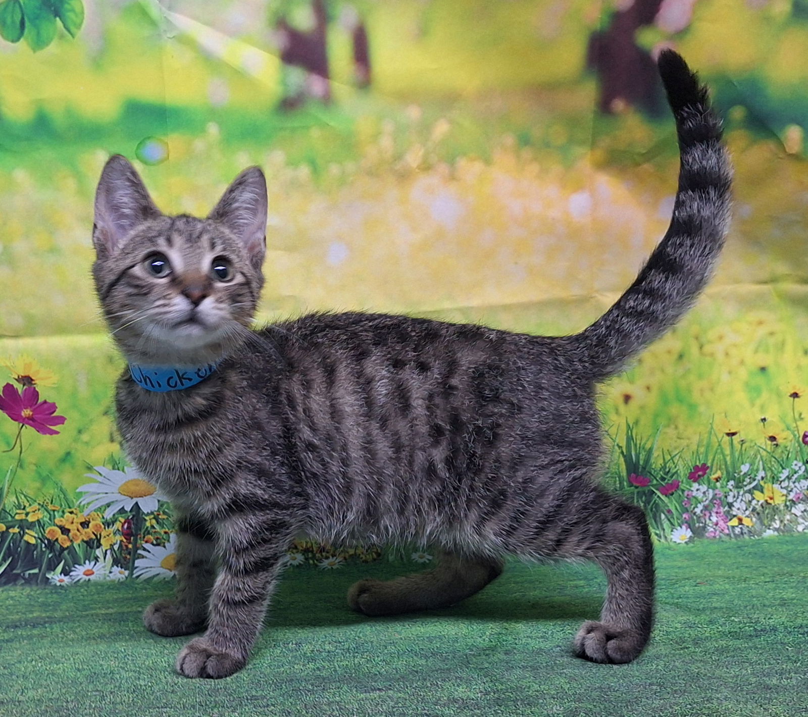 adoptable Cat in Wetumpka, AL named 250671 Chicken