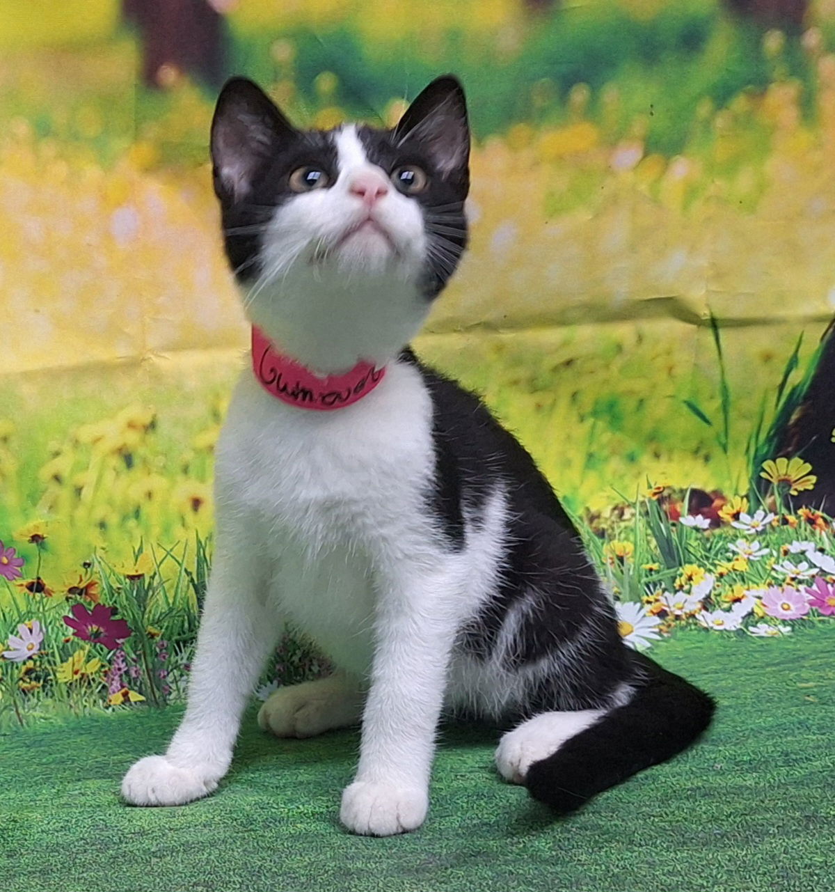 adoptable Cat in Wetumpka, AL named 250674 Guinevere
