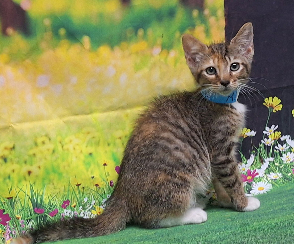 adoptable Cat in Wetumpka, AL named 250677 Milla